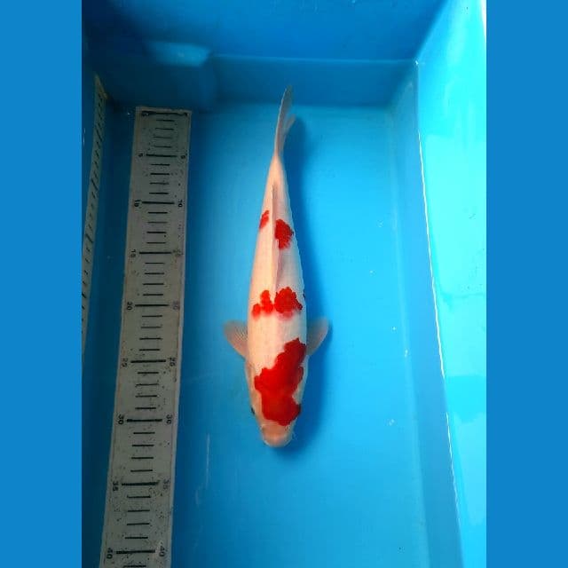 kohaku 32cm /Male