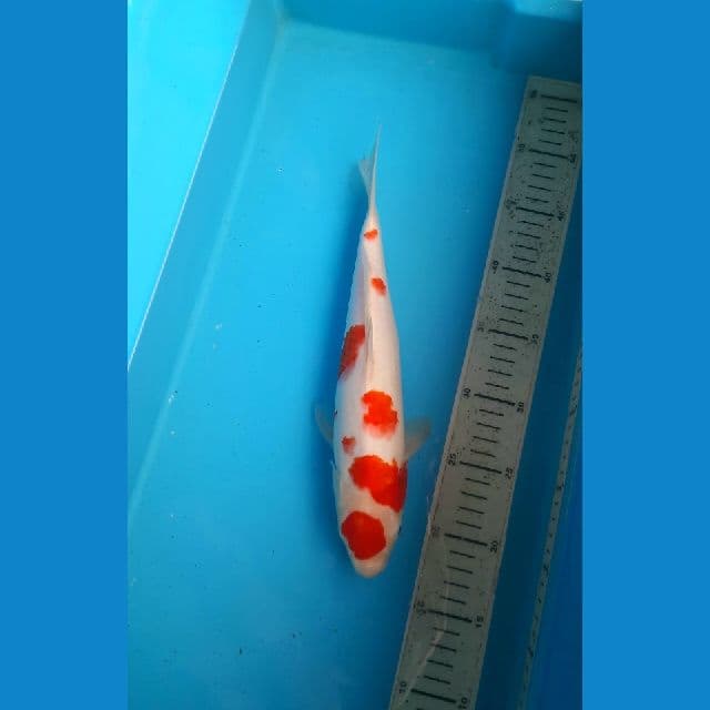 Maruten kohaku 31cm /Male