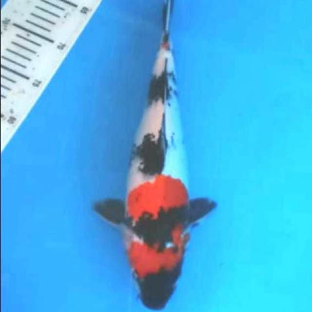Showa kindai 35cm