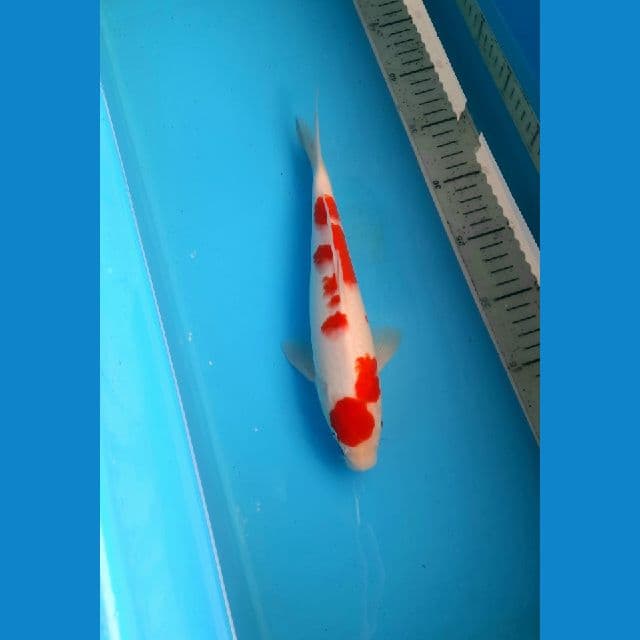 maruten X3 male /27cm