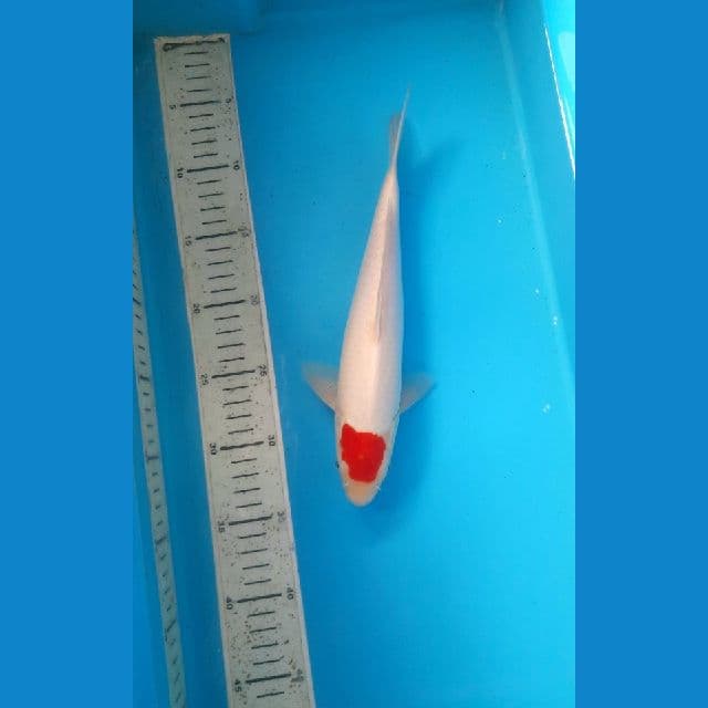 tancho kohaku 28cm /Male