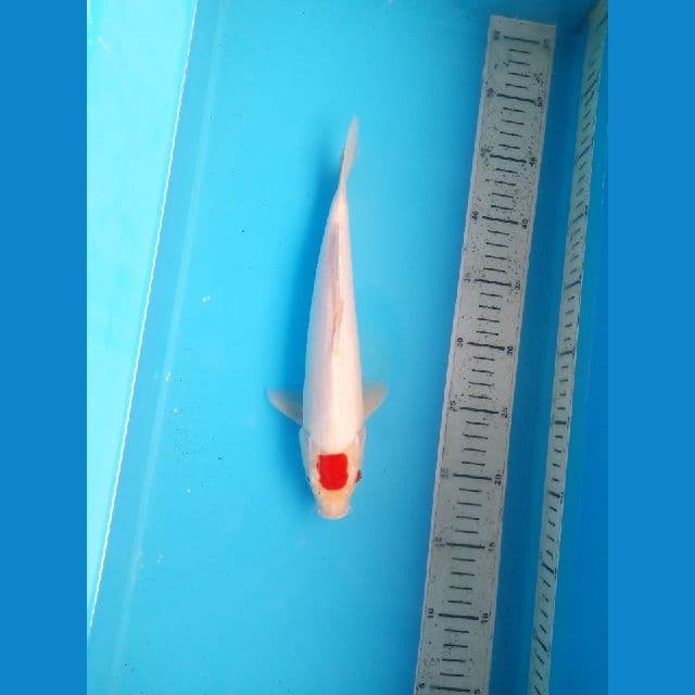 Tancho kohaku 27cm / Male