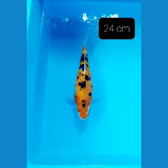 shot body 24 cm