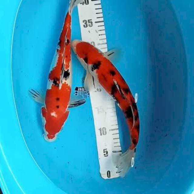 Sangke 35cm