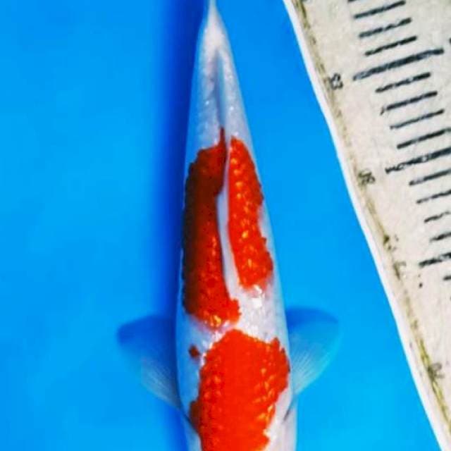 Kohaku gindrin 32 cm