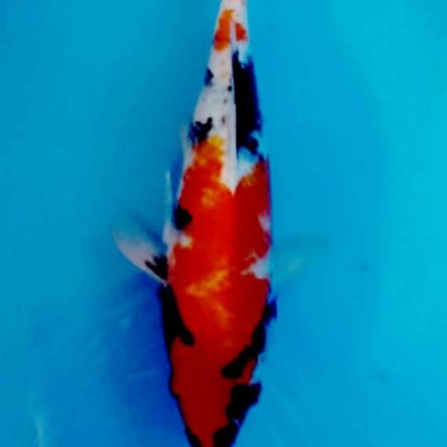 Showa 36cm