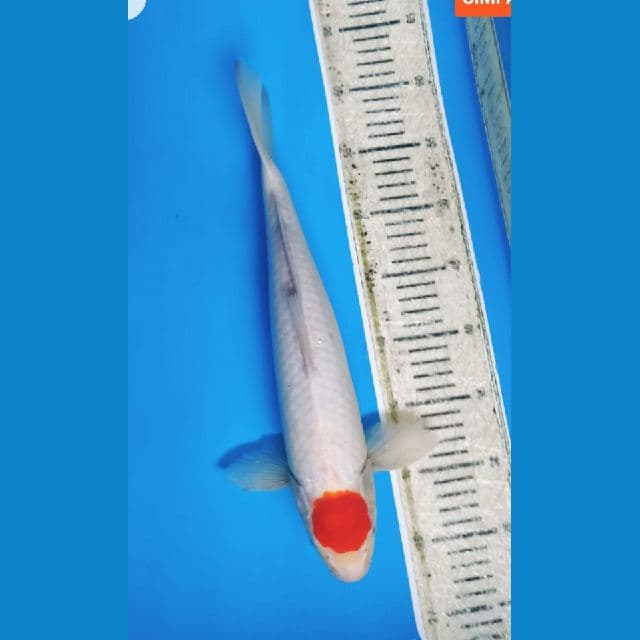 Tancho Kohaku Jantan 36cm