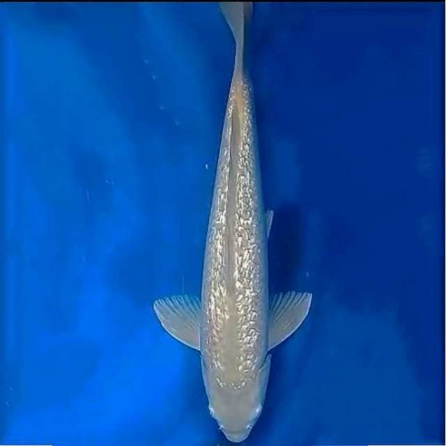 Midori ginrin, 40cm