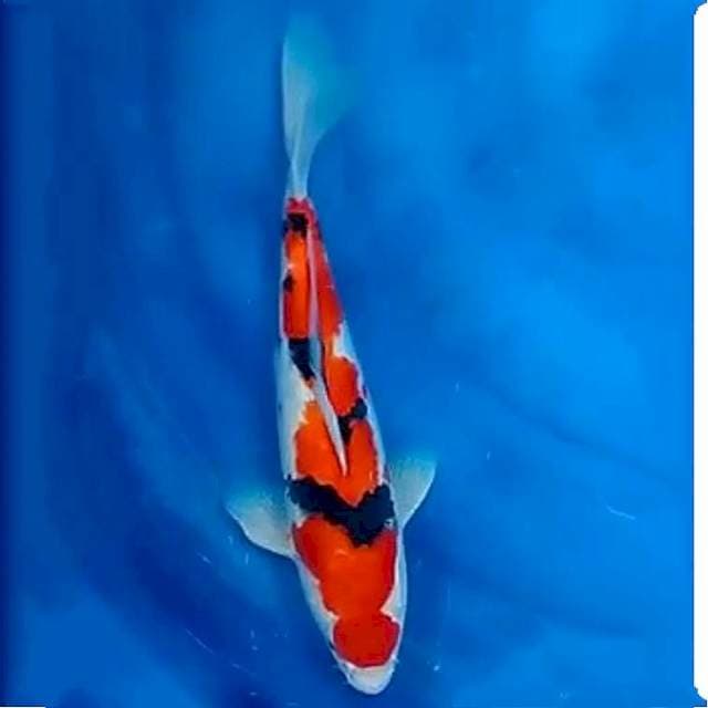 Sanke, 31cm