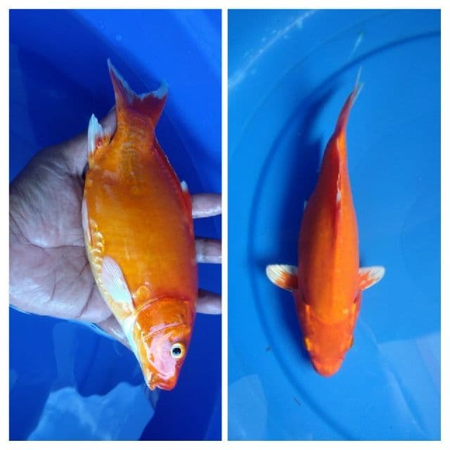 Short Body Penggebira