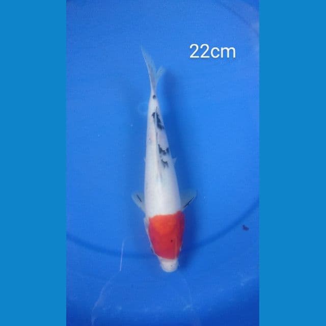 Sanke Tategoi 22cm