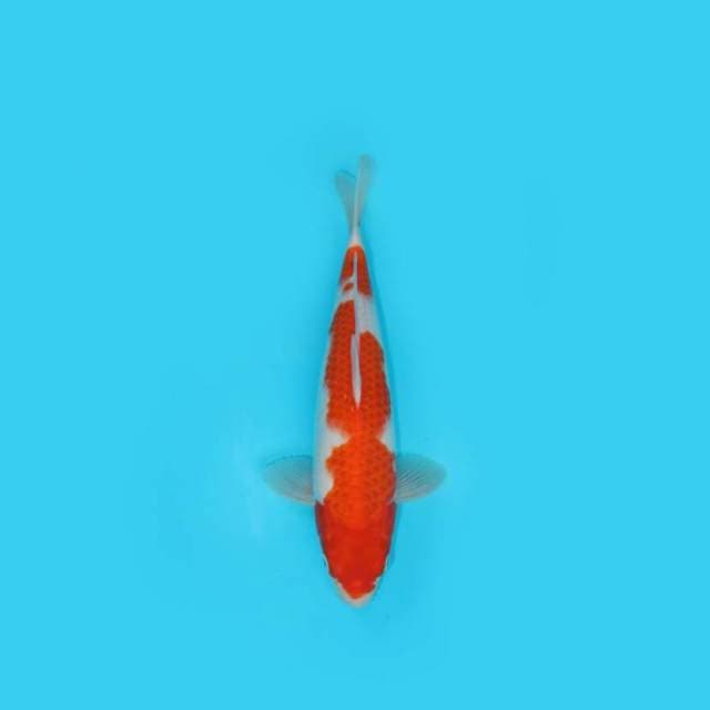 BKS ( KOHAKU 30 CM )