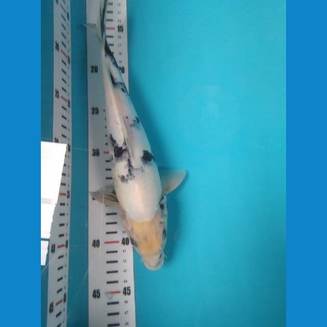 shiro tategoi calon joss 30 cm