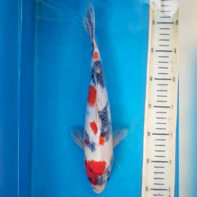 Kindai showa, 32cm