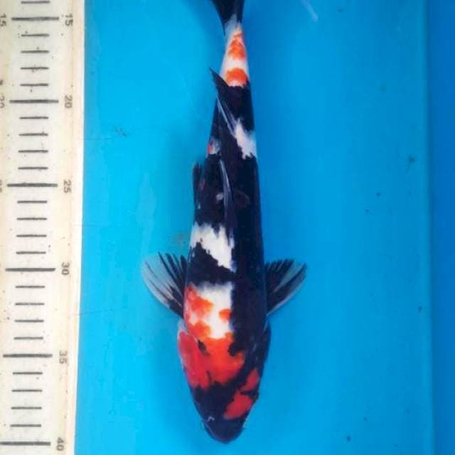 Showa, 28cm