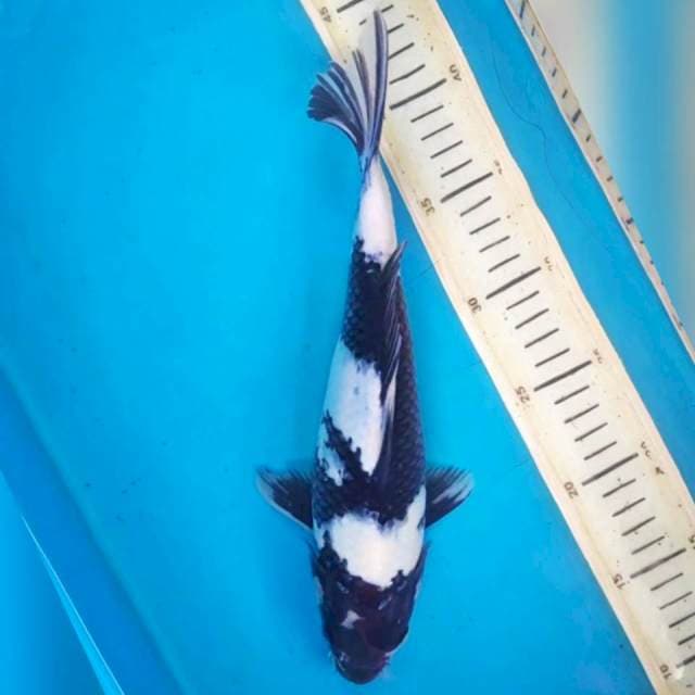 Shiro, 30cm