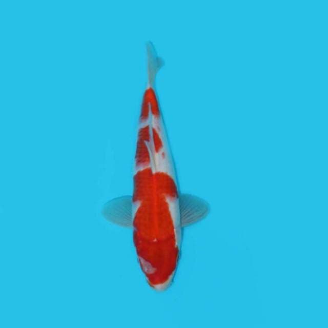 BKD ( KOHAKU 29 CM )