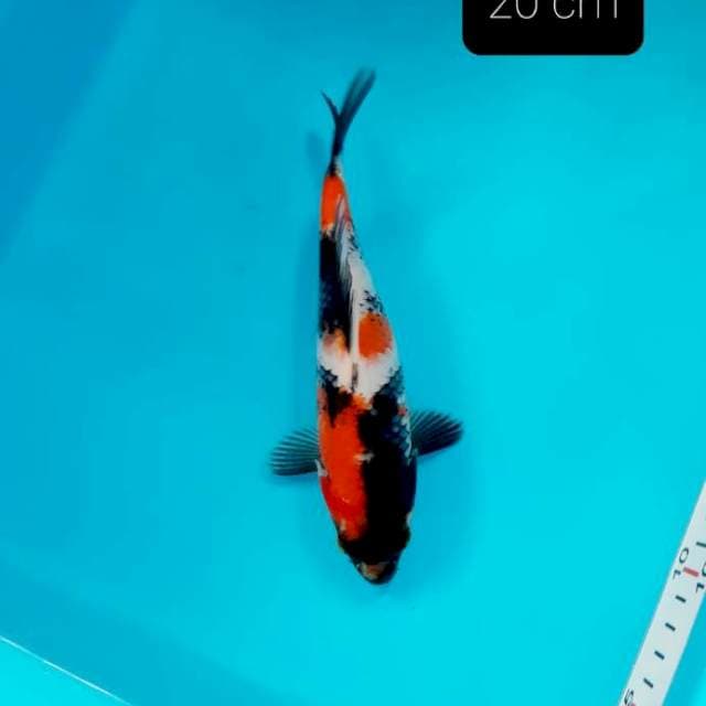 Showa 20 cm