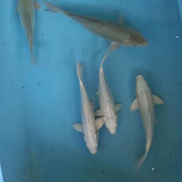 Paket mix 24-28cm
