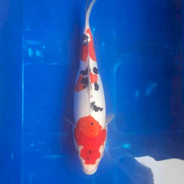 Sanke doitsu