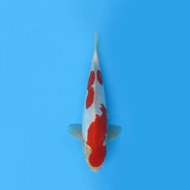BKS ( KOHAKU DOIT 27 CM )