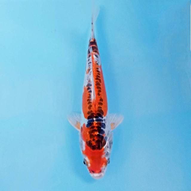Kujaku doitsu, 20 cm