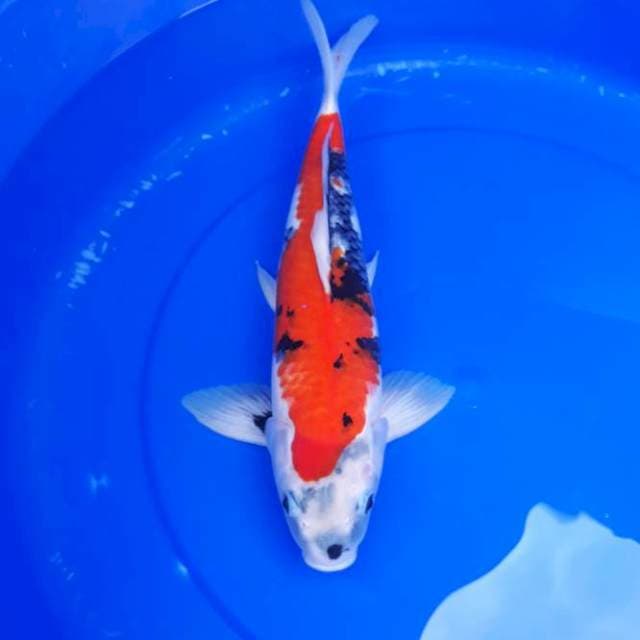 Showa