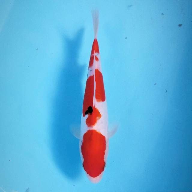 Sanke doitsu, 21 cm