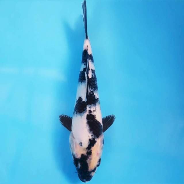 Shiro, 26 cm