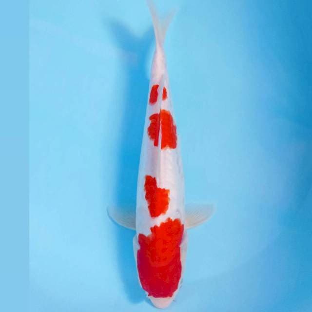 Kohaku aragoke, 30 cm