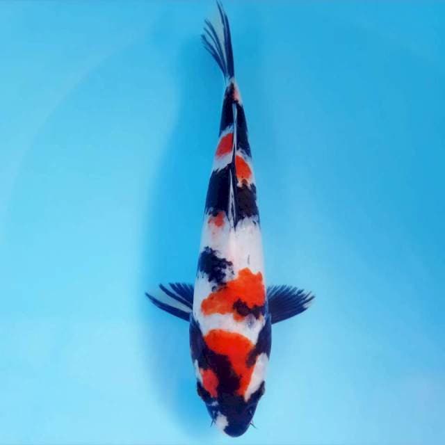 Showa 26 cm