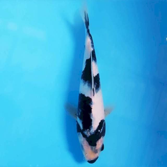 Shiro, 22 cm