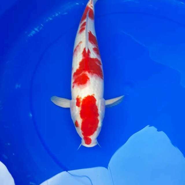 Kohaku