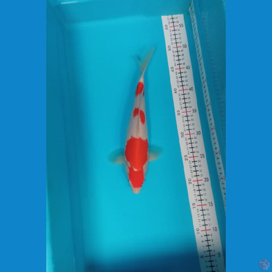 Lelang Kohaku 30 cm