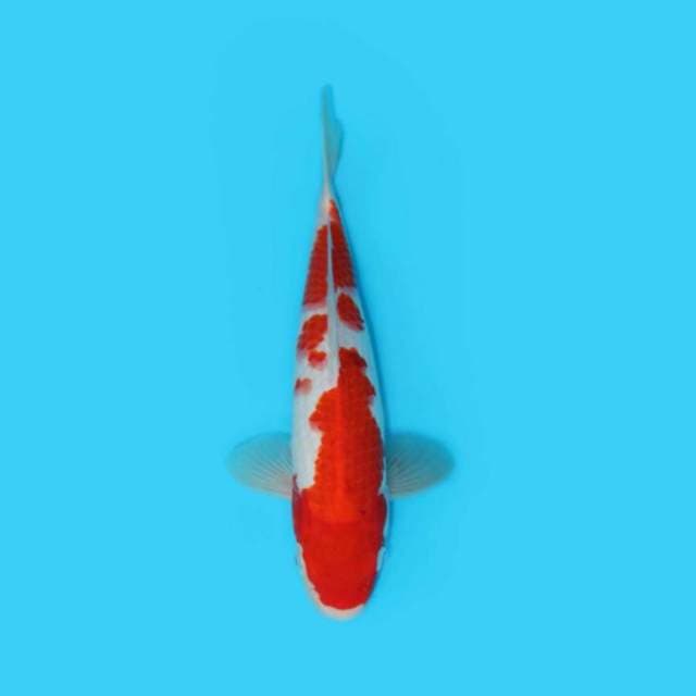 BKS ( KOHAKU 30 CM )
