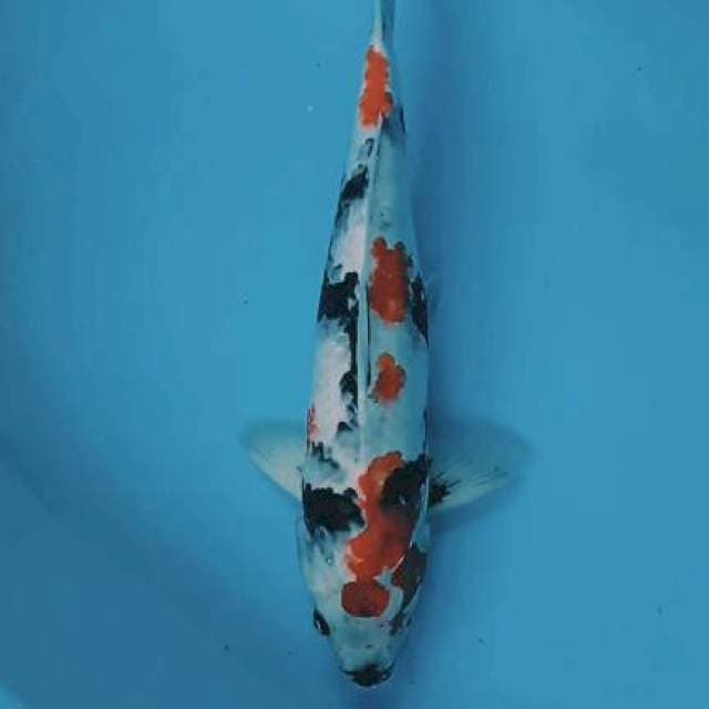 Showa jantan 46cm