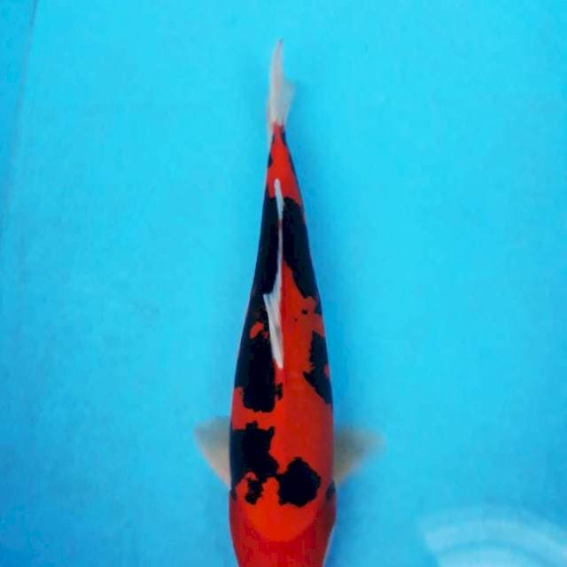 Kumonryu sq 30cm