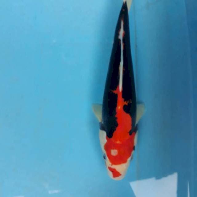 Kumonryu 27cm hq red strong