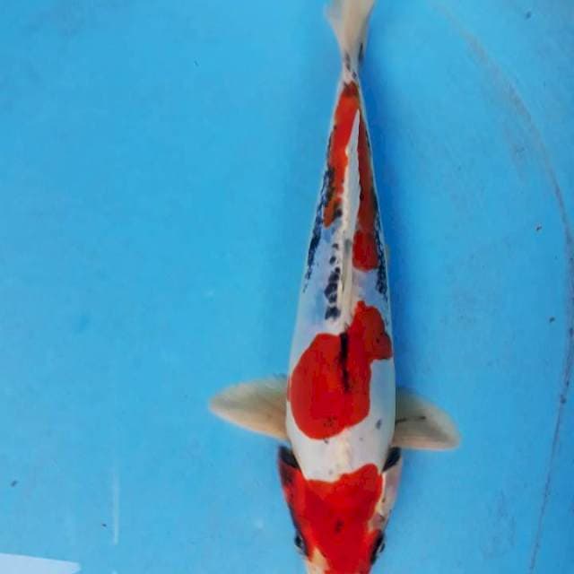 Bahan kip 26cm