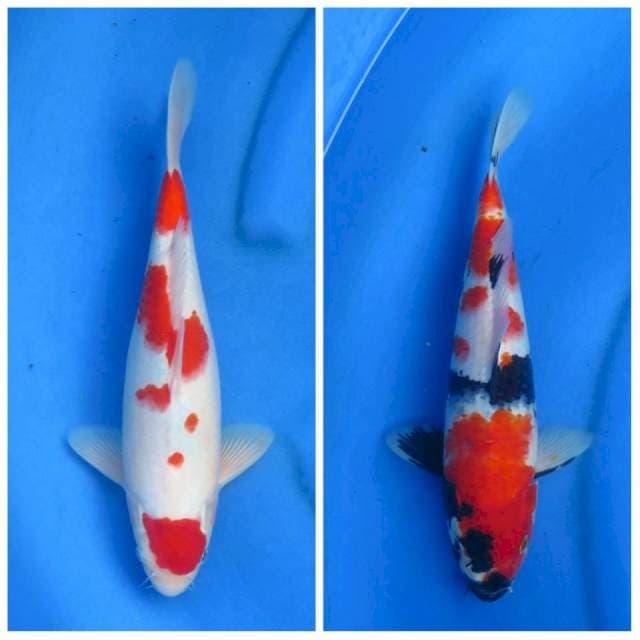 Paket Kohaku dan Showa , 30cm