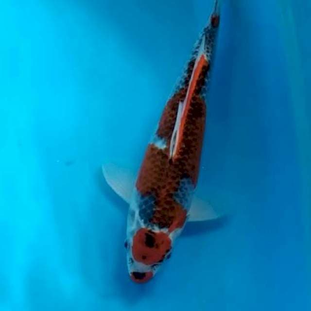 Maruten goshiki 34 cm male