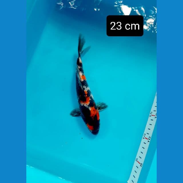 showa 23 cm