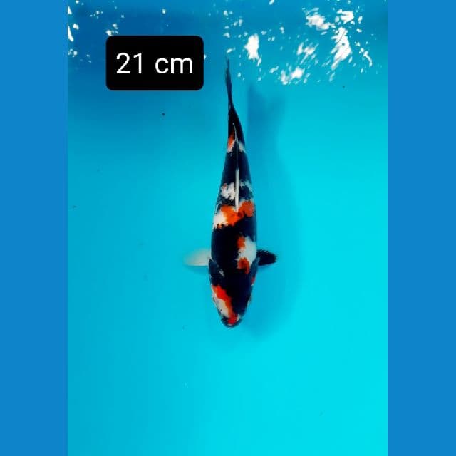 showa 21 cm