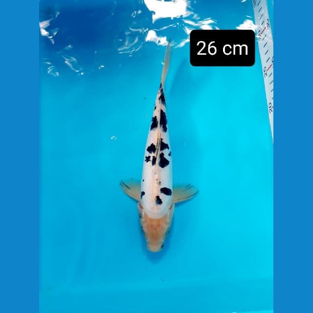 Bekko Doit 26 cm