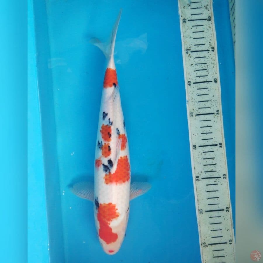 SANKE 35cm female