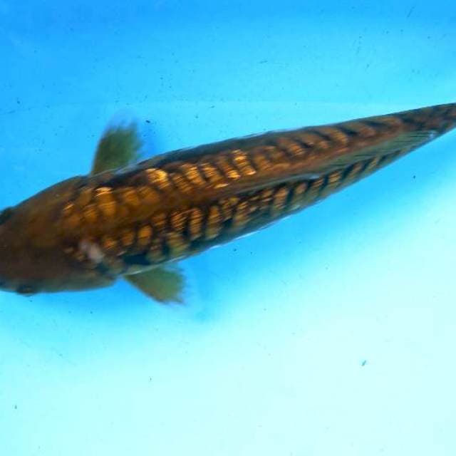 ARAGOKE 38cm GINRIN