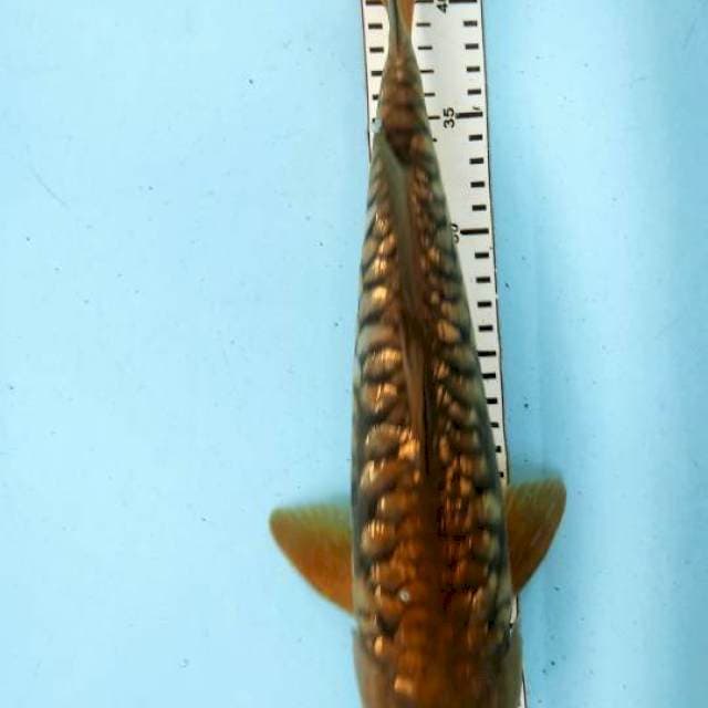 MIDORI 38cm ginrin