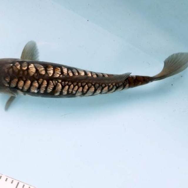 ARAGOKE 35CM