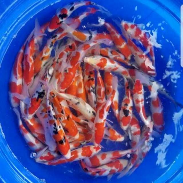 Paket Kohaku sanke great A joosss