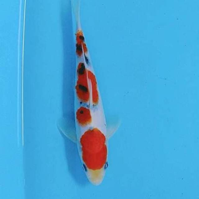 Sanke 23cm